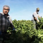 trabajador inmigrante indocumentado