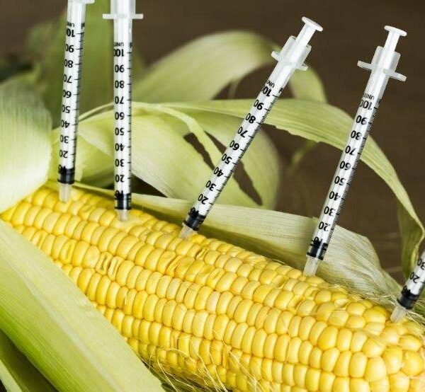 La siembra de maíz transgénico en México: Próxima…