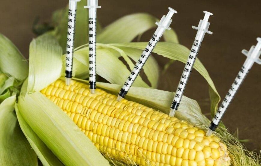 La siembra de maíz transgénico en México: Próxima&hellip;