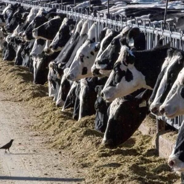 El precio del ganado mexicano otro afectado por…