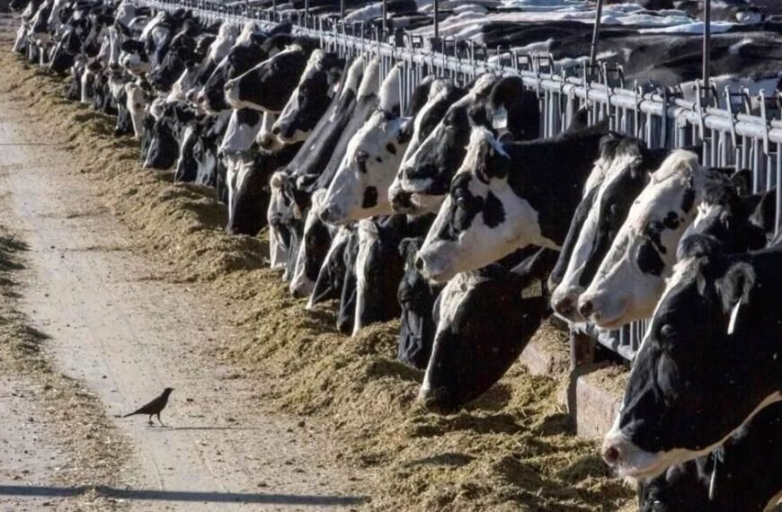 El precio del ganado mexicano otro afectado por&hellip;