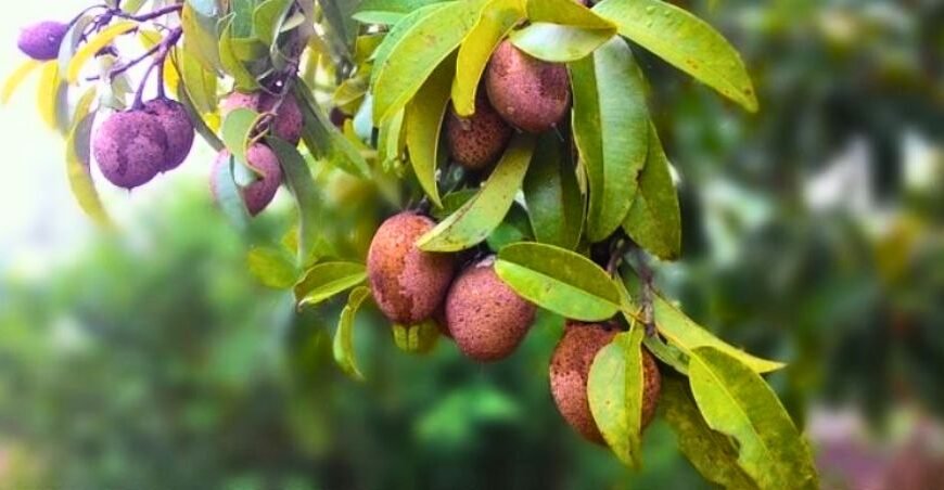 El chicozapote: un tesoro natural de múltiples beneficios