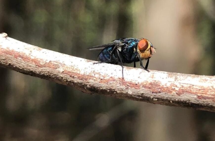 Primer caso humano de Miasis por&hellip;