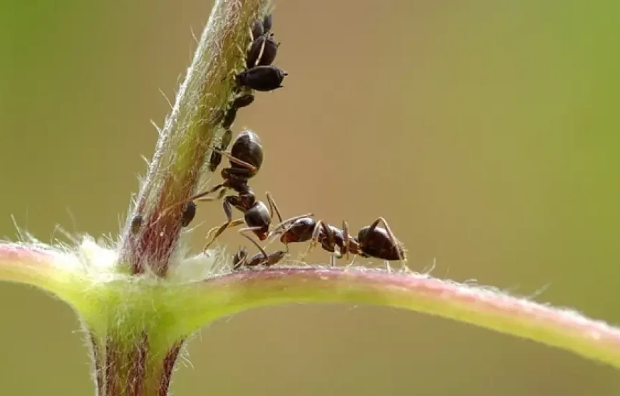 Tráfico ilegal de hormigas en África:&hellip;