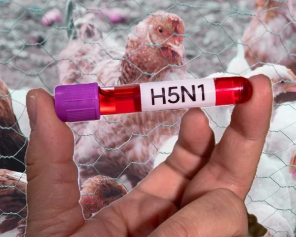 Detectado el primer caso de influenza aviar A&hellip;