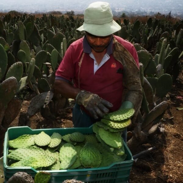 Economía de los influencers rurales en México: una&hellip;