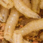 Alerta sanitaria por parásito que devora carne de ganado: EE.UU. prohíbe importación desde México