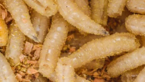 Alerta sanitaria por parásito que devora carne de ganado: EE.UU. prohíbe importación desde México