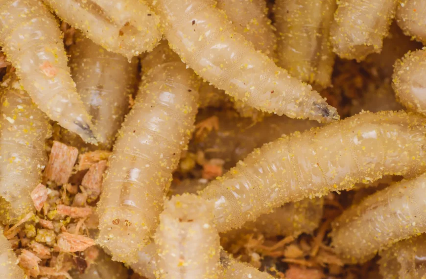 Alerta sanitaria por parásito que devora&hellip;