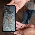 Caso de gusano barrenador en México en humanos confirmado en Tabasco: Esto debes saber sobre esta enfermedad