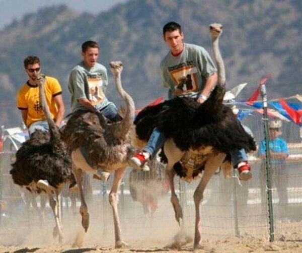 Las apuestas más raras del mundo: tradición, locura…