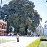 El árbol con el tronco más grueso del mundo está en México: Leyendas y curiosidades del Árbol del Tule