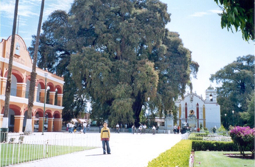 El árbol con el tronco más&hellip;