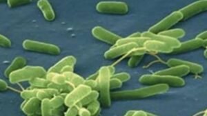 Mueren dos personas por bacteria comecarne en Louisiana tras consumir ostras crudas