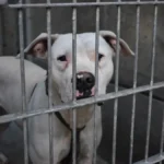 Crisis de refugios para animales en Estados Unidos se agrava por deportaciones