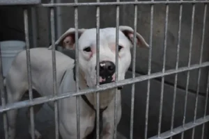 Crisis de refugios para animales en Estados Unidos se agrava por deportaciones