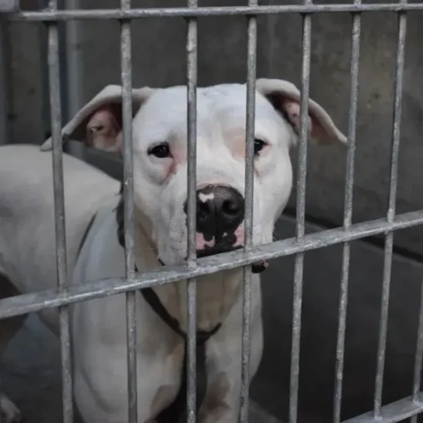 Crisis de refugios para animales en Estados Unidos&hellip;