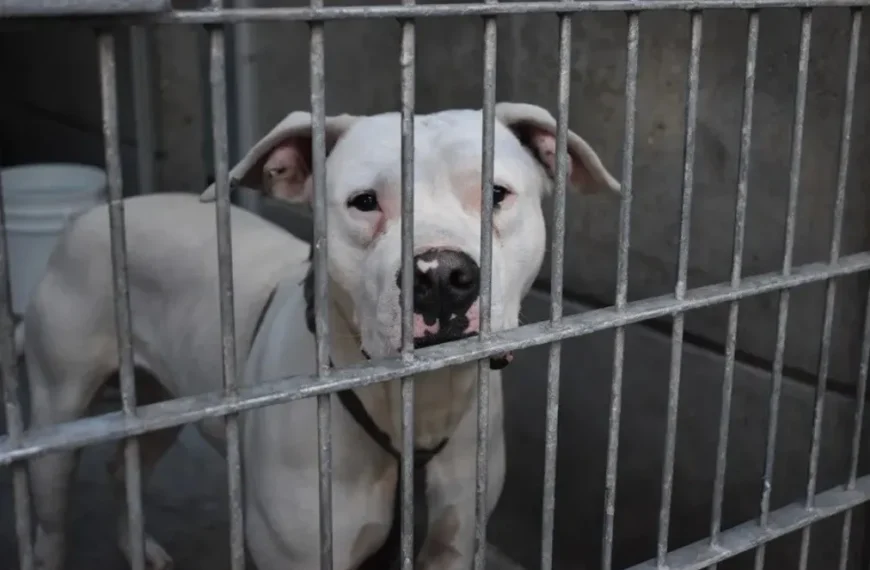 Crisis de refugios para animales en…