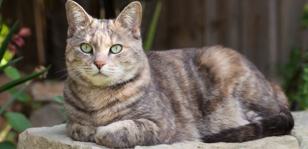 Prefieren los gatos en México