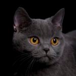 ¿Por qué prefieren los gatos en México? La tendencia que gana terreno en los hogares