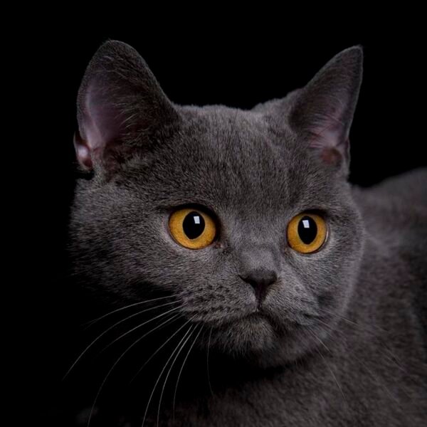 ¿Por qué prefieren los gatos en México? La&hellip;