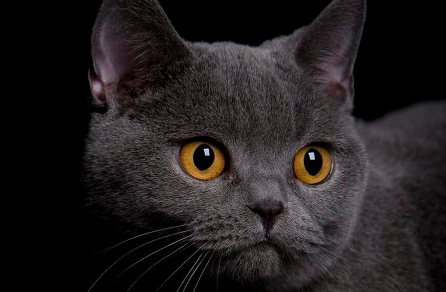 ¿Por qué prefieren los gatos en México? La…