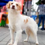 perro patrimonio cultural de Perú