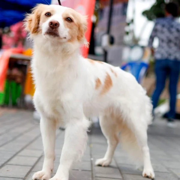perro patrimonio cultural de Perú