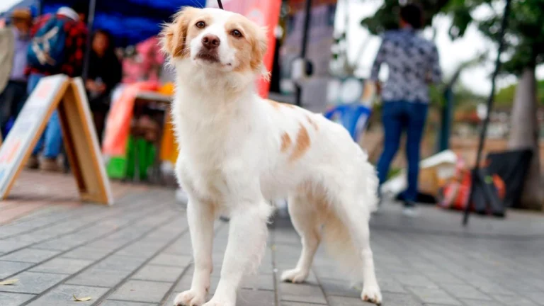 perro patrimonio cultural de Perú