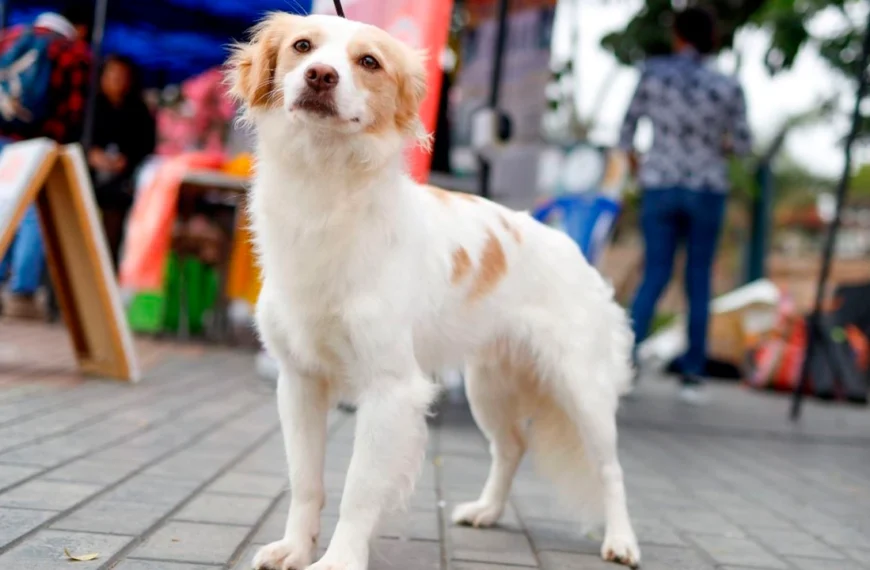 perro patrimonio cultural de Perú