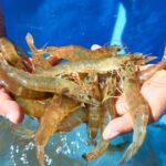 Producción de camarón en México: importancia, retos y cifras clave