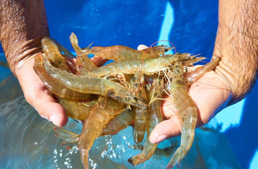 Producción de camarón en México: importancia,…